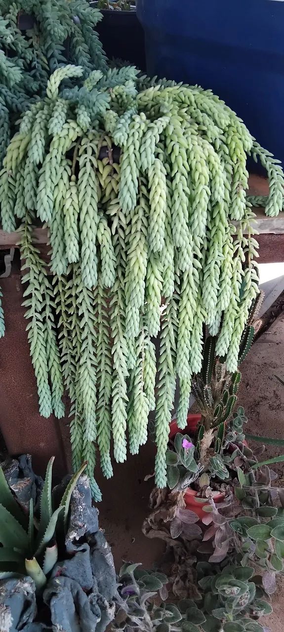 Suculenta 