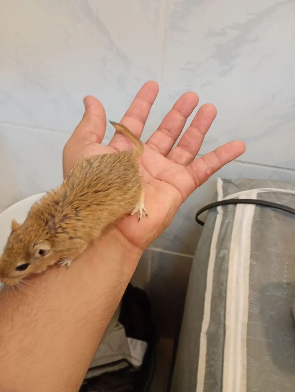 Vendo casal de gerbius  - Foto 6