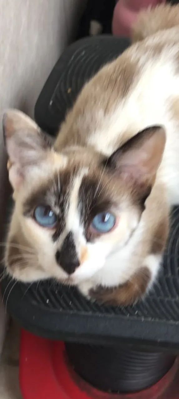 Gato Siamês  - Foto 2