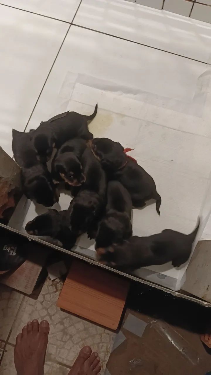Cachorro  - Foto 2