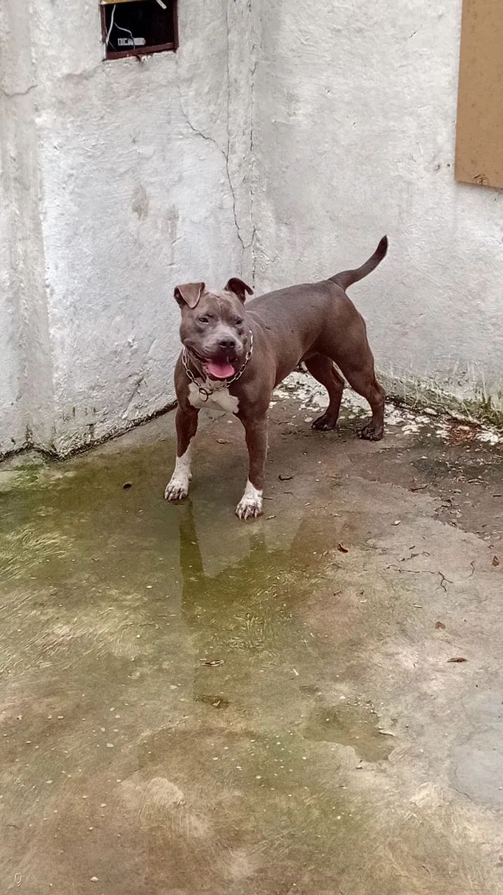 Doação de Pit monster  - Foto 4