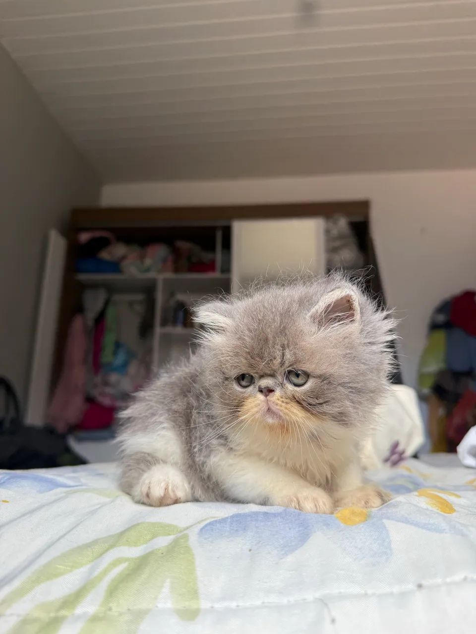 Filhote de gato persa  - Foto 4