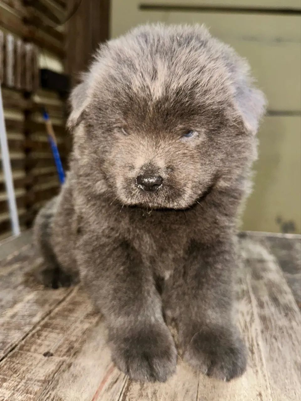 FILHOTE DE CHOW-CHOW - Foto 2