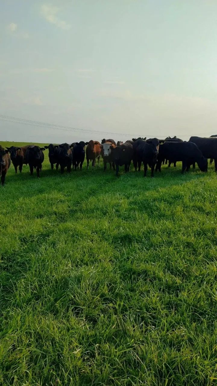 .Estância 121 hectares à venda em Seival RS, soja,arroz e pecuária - Foto 6