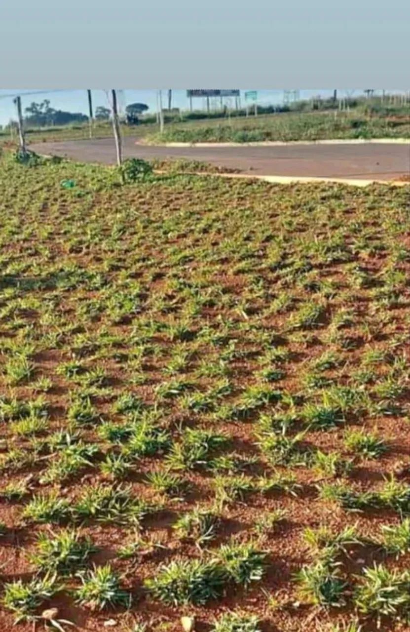 Está procurando uma grama boa e barata e com a gente! - Foto 4