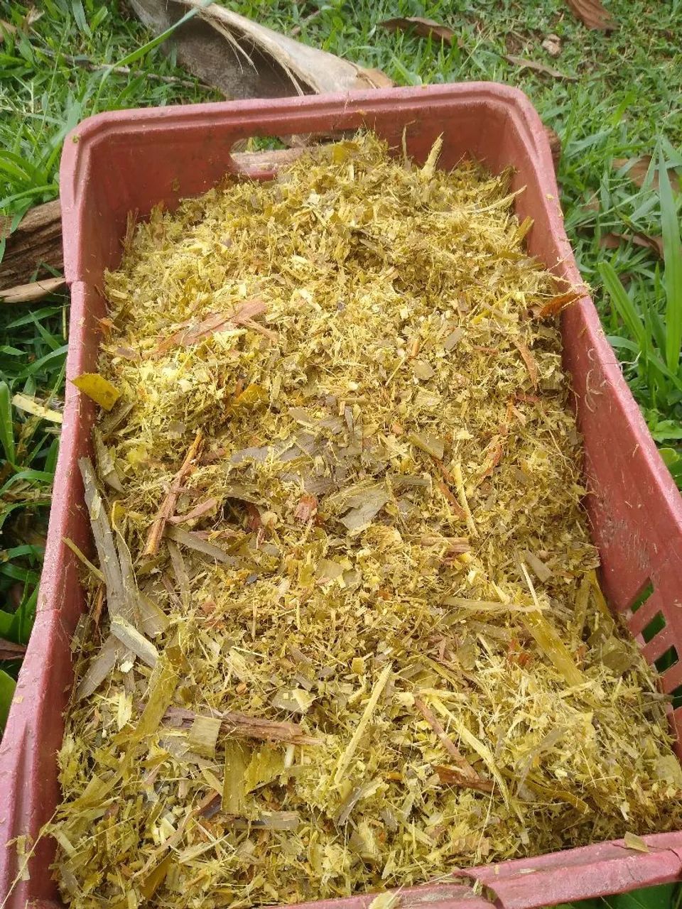 Silagem capiaçu com milho  - Foto 4