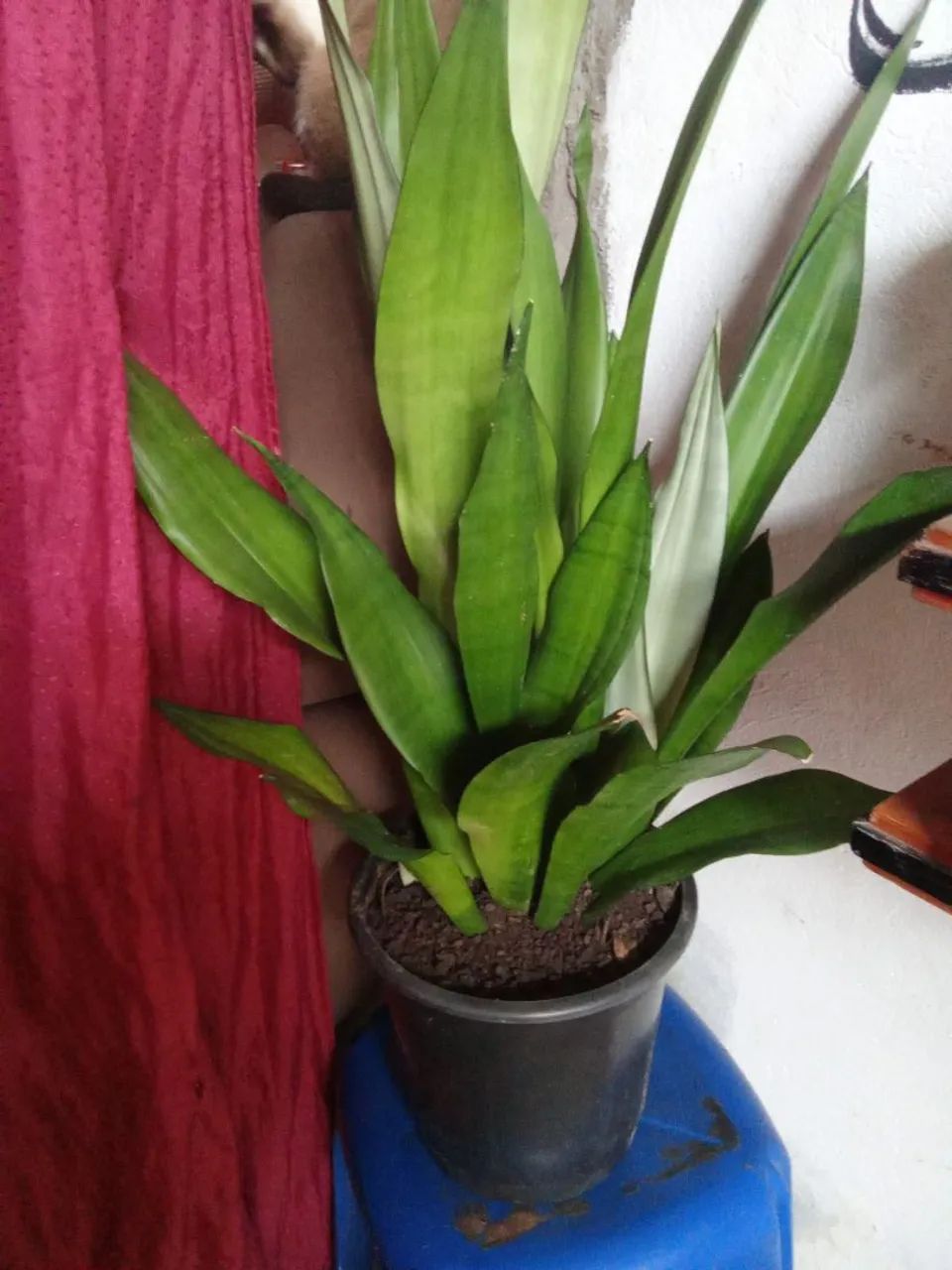 Plantas  - Foto 2