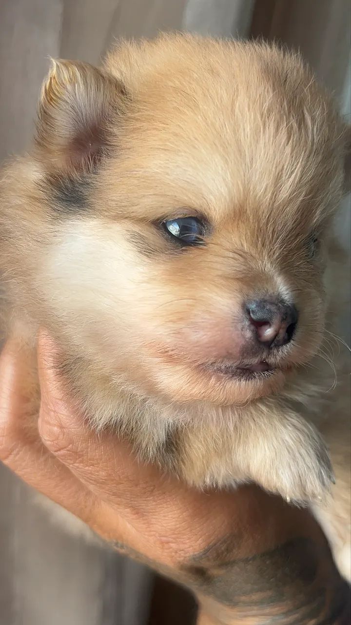 Spitz alemão  - Foto 3