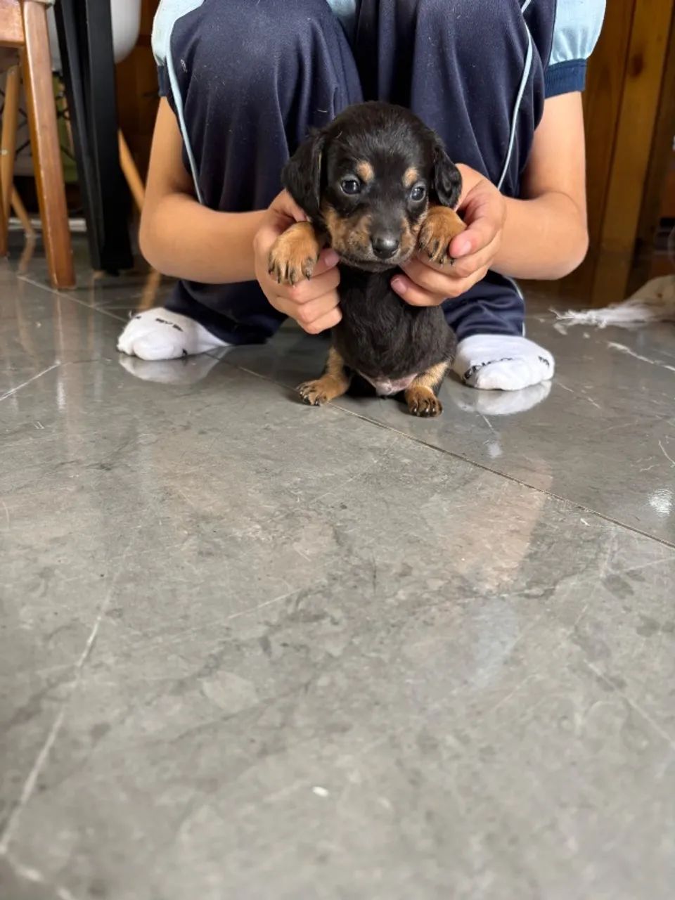 Cachorro - Foto 3