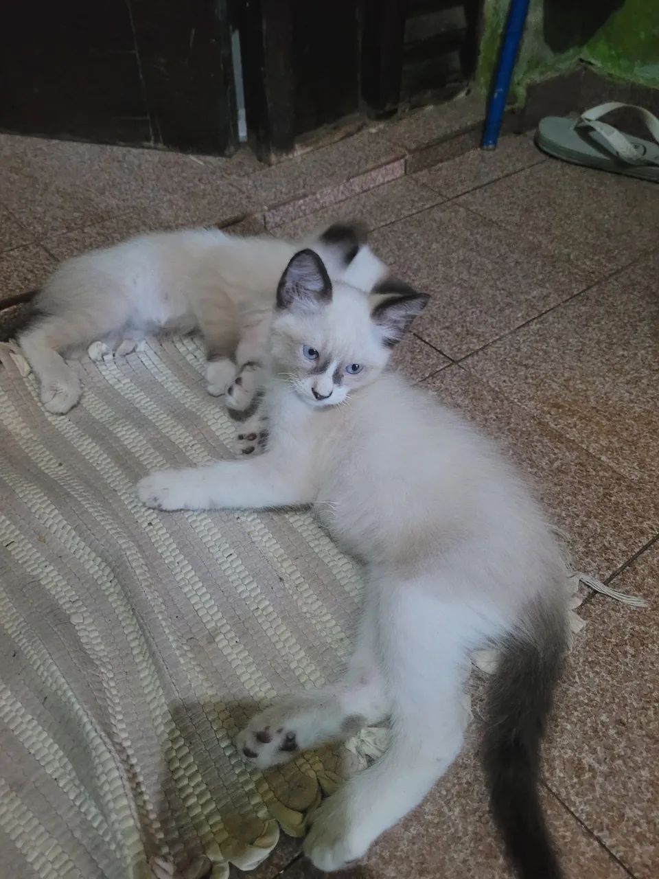 Gatos fofinhos  - Foto 2