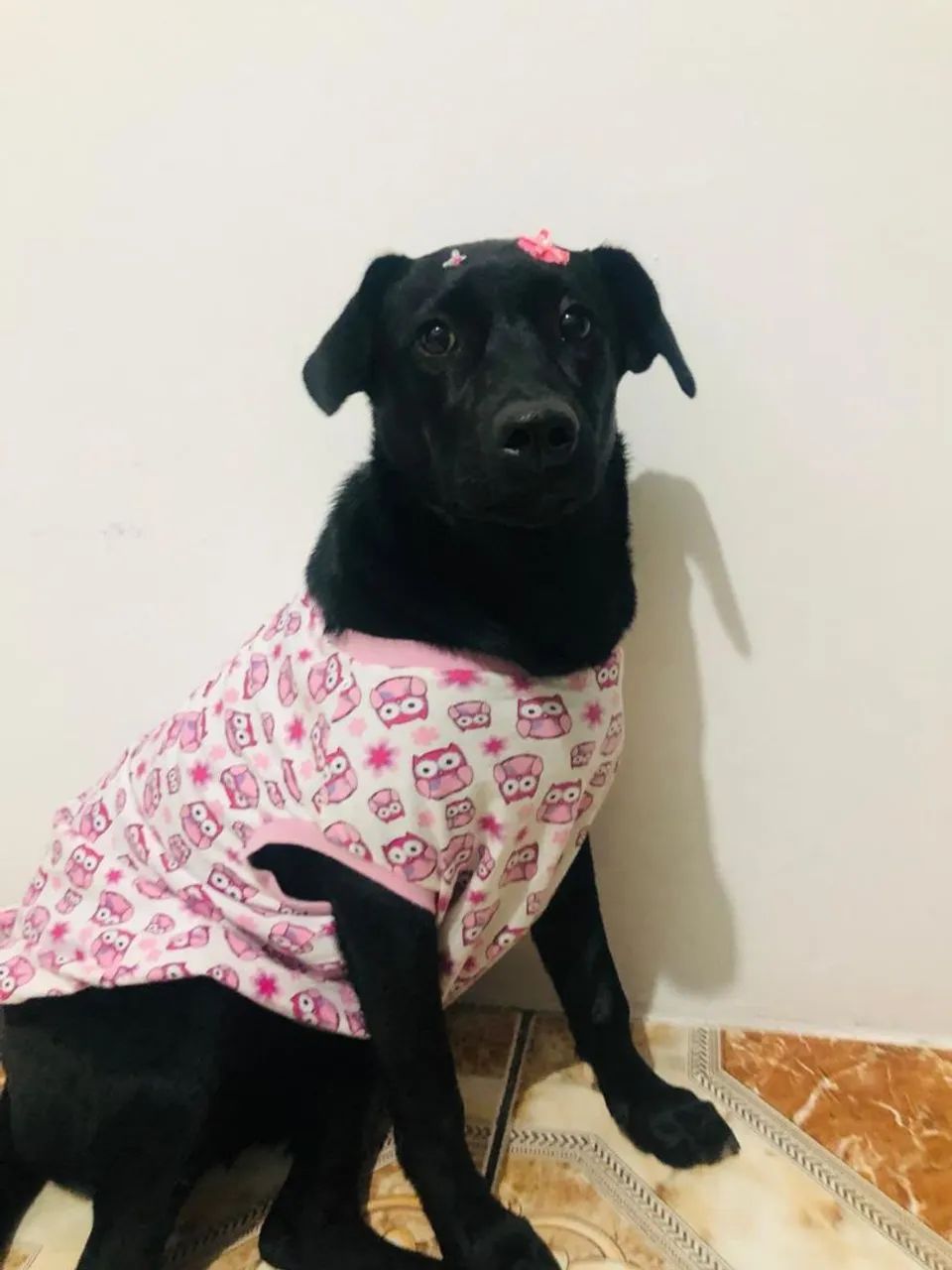 Doação responsável - Foto 2
