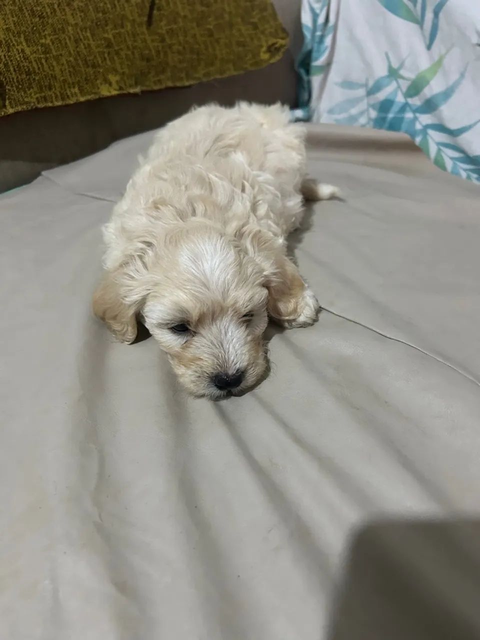 Cachorro  - Foto 2