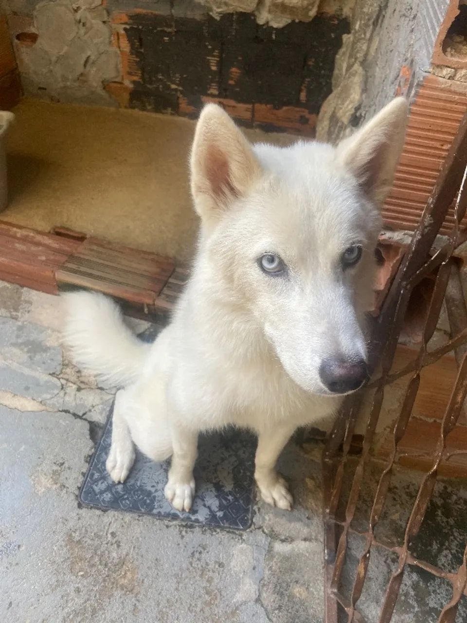 Cachorro - Foto 3