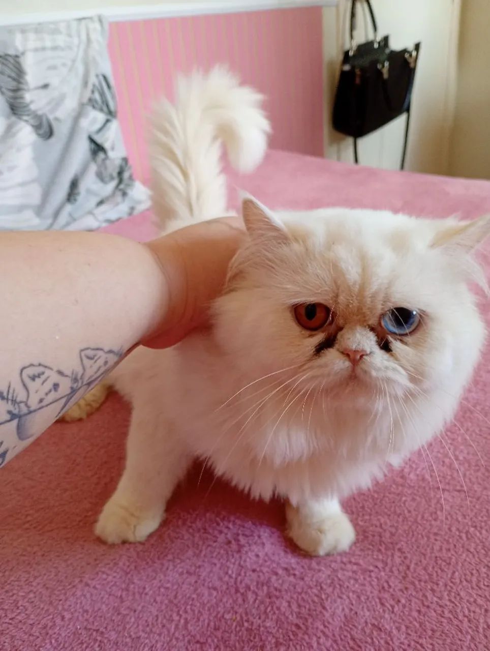 2 gatos persa fêmea e macho - Foto 4