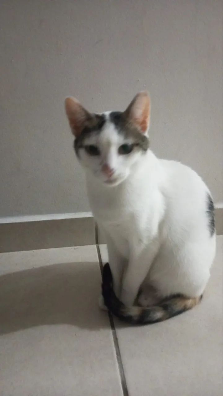 Gata castrada 