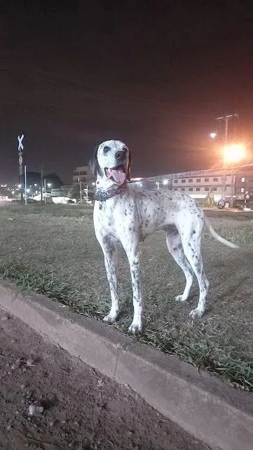 Dálmata macho para doação responsável 