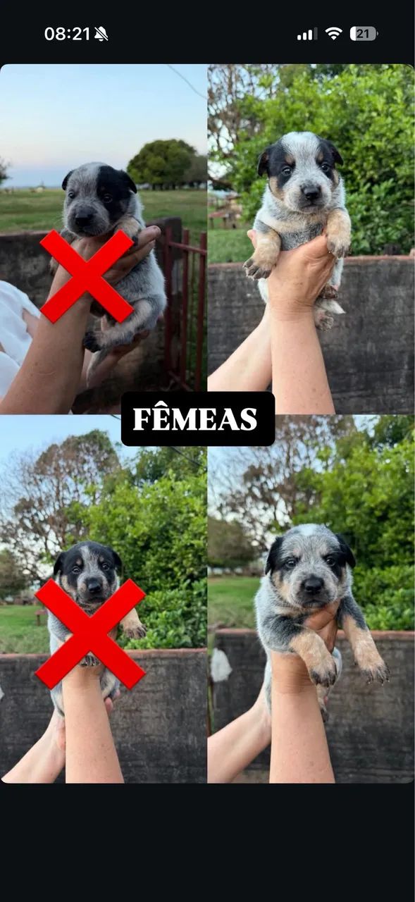 Blue heeler  - Foto 2