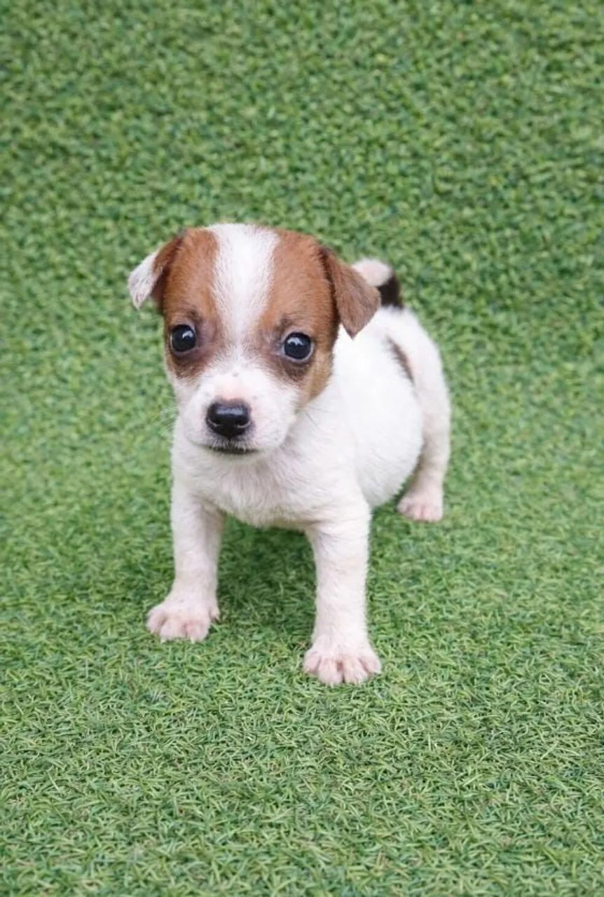 Jack Russel filhotes - Foto 4
