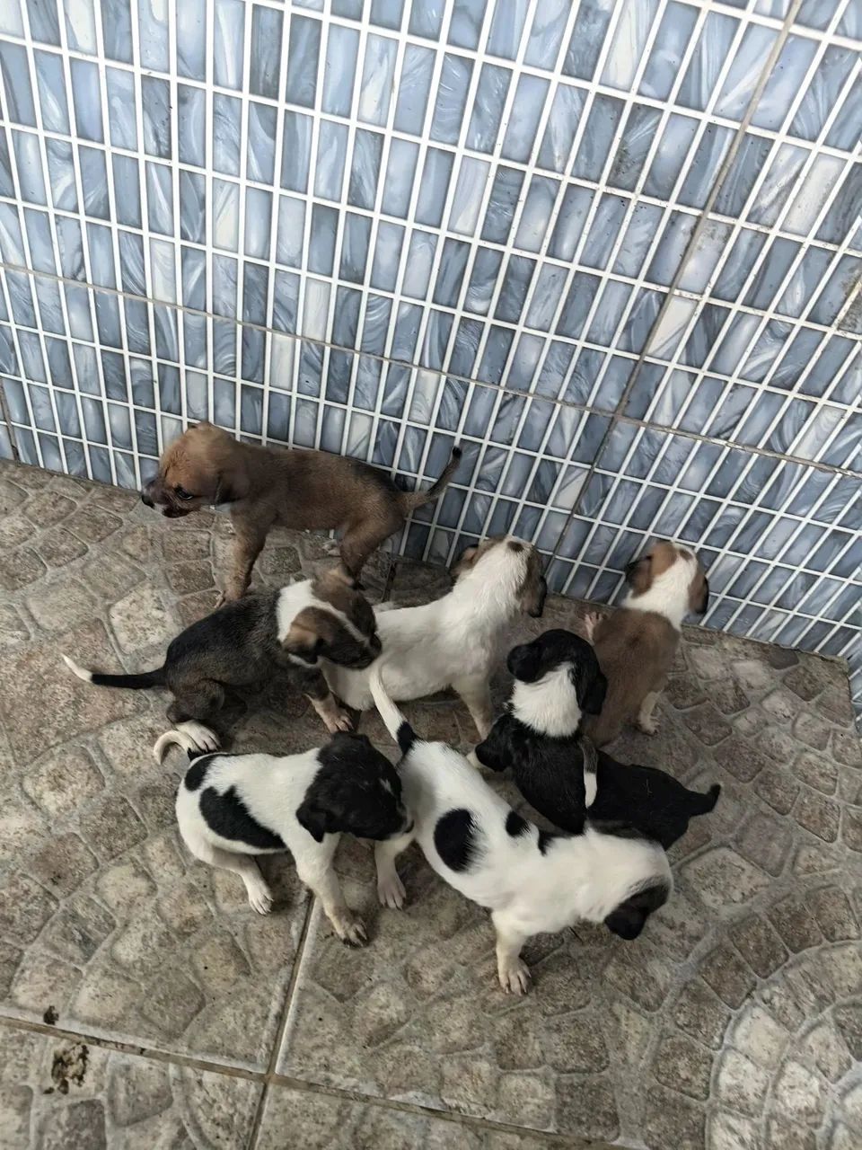 Cachorrinhos - Foto 3