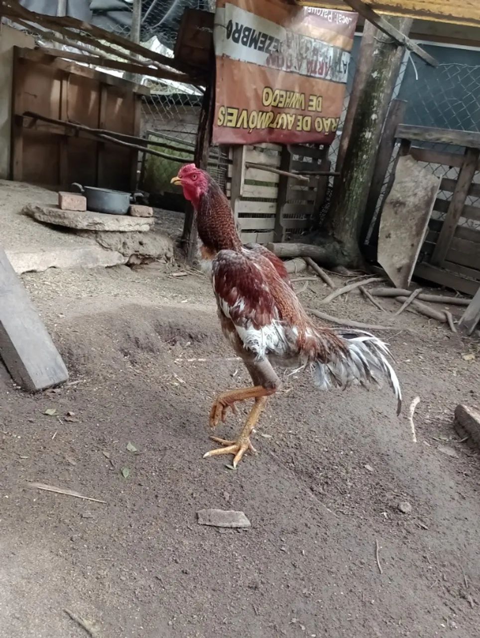 Galo indio - Foto 3