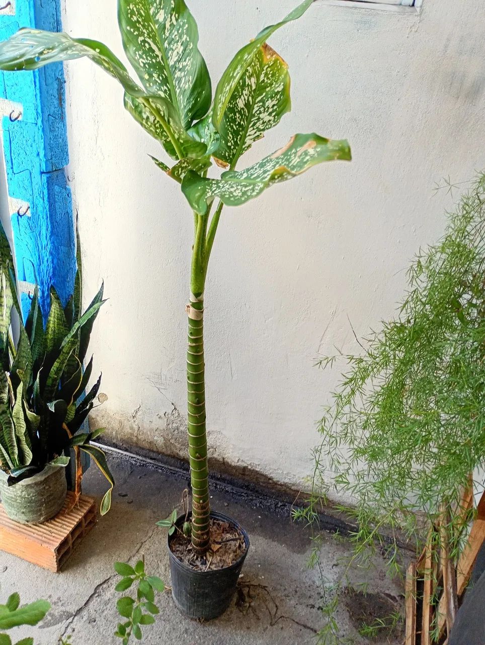 Planta comigo ninguém pode  - Foto 2