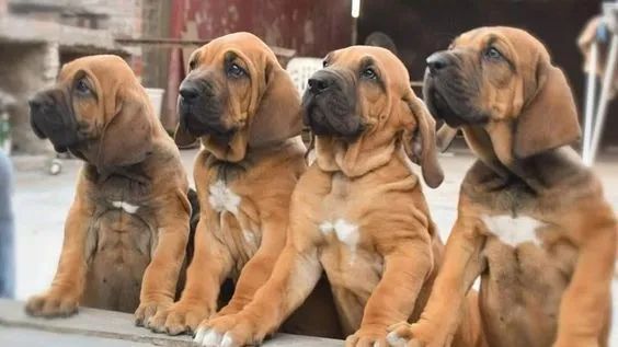 Fila Brasileiro