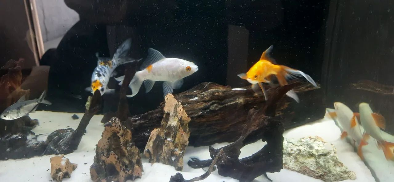 Aquario 200 lt - Foto 3