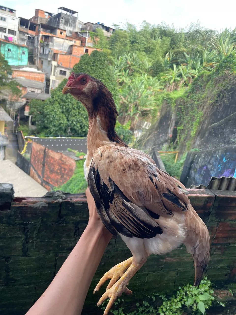 Galinhas  - Foto 2