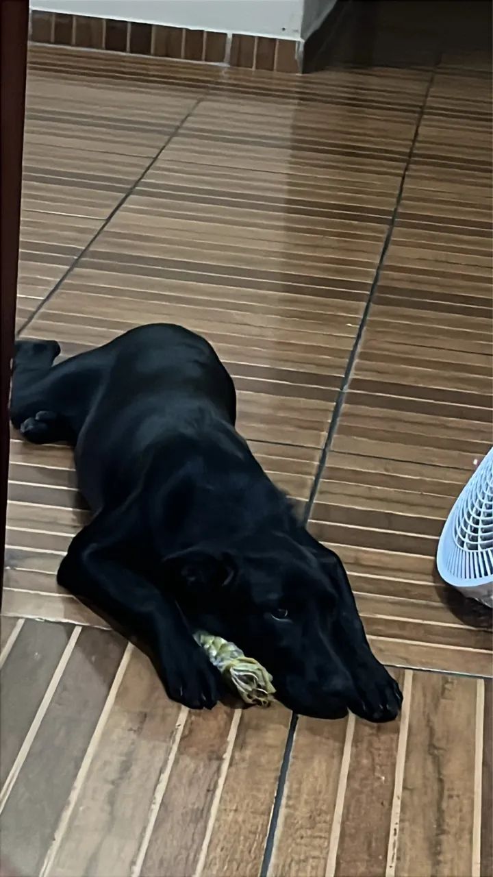 Doação de animal  - Foto 2