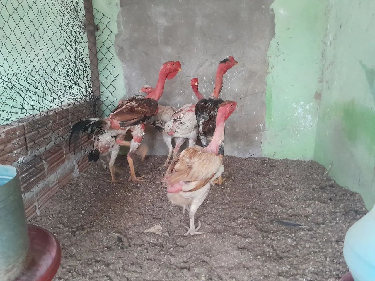 Polaco Gigante  - Foto 3