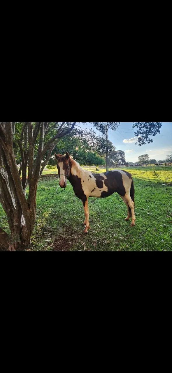 Margalarga Pampa - Foto 2