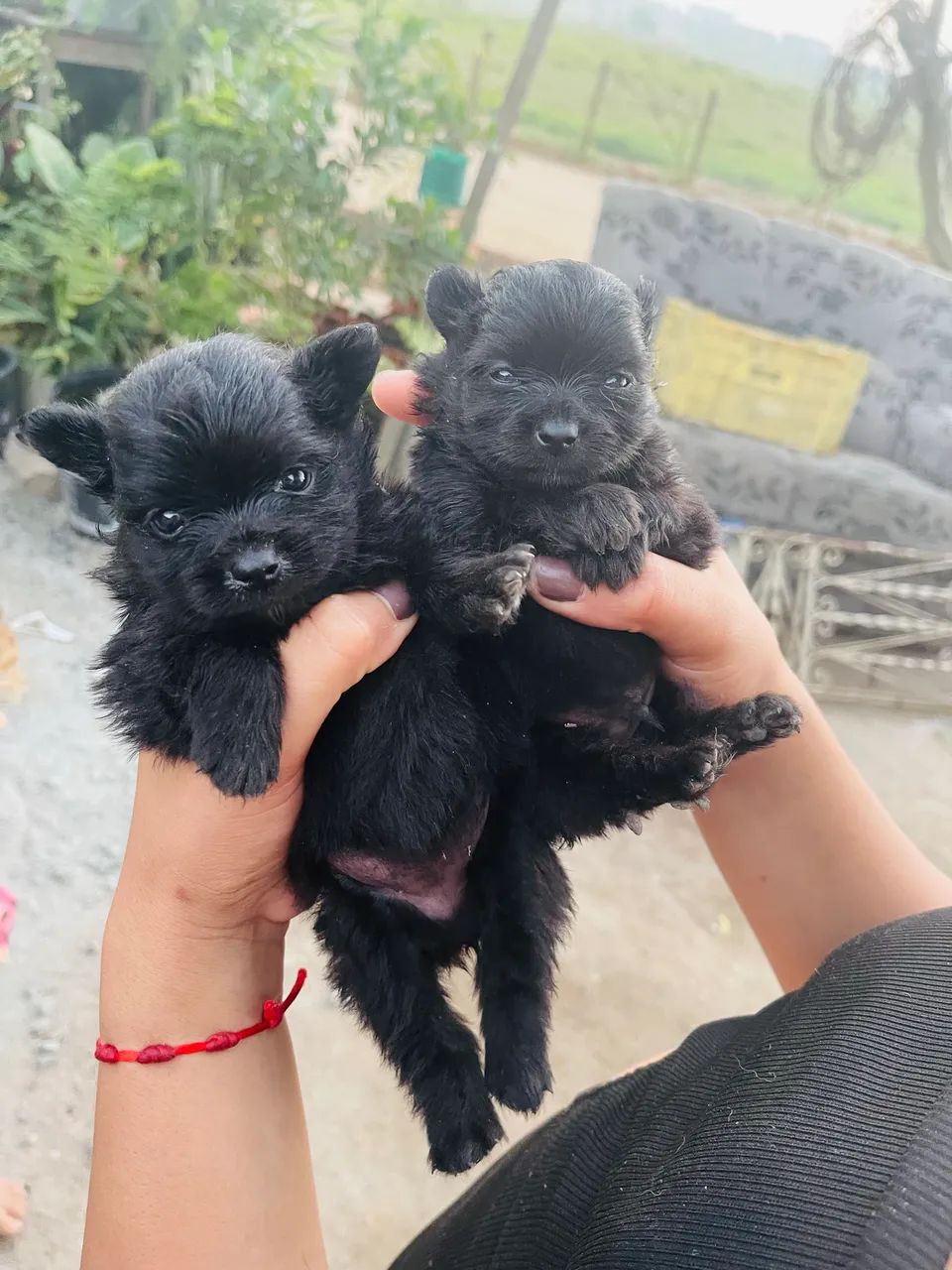 Spitz alemão - Foto 4