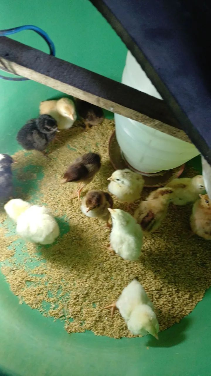 Ovos galados de galinha caipira e pescoço pelado no melhor preço 