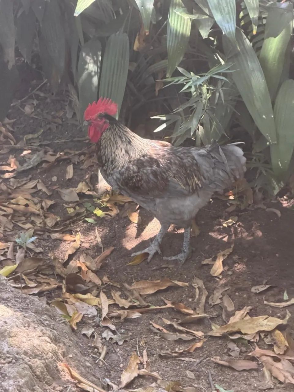Vendo galinhas e galos