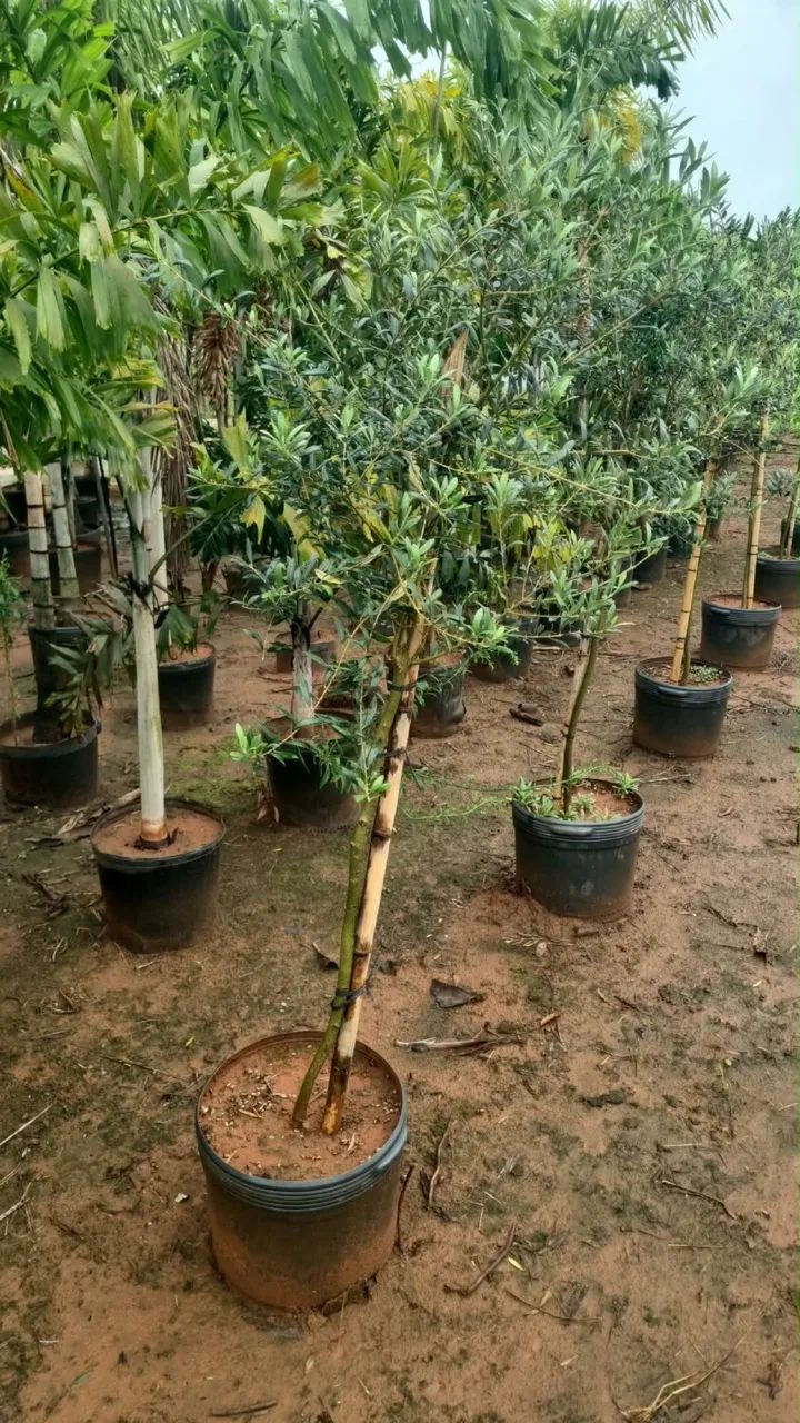 Mudas de Oliveiras - Foto 3