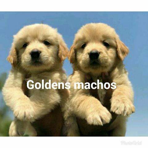 Goldens pra vender logo! Puros