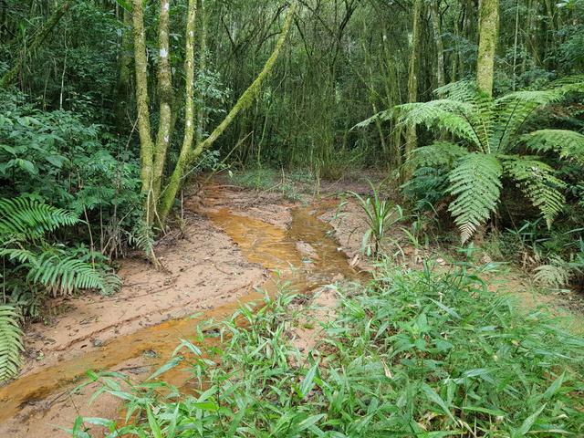 Área para formar chácara em São José dos pinhais bairro Cotia - Foto 15