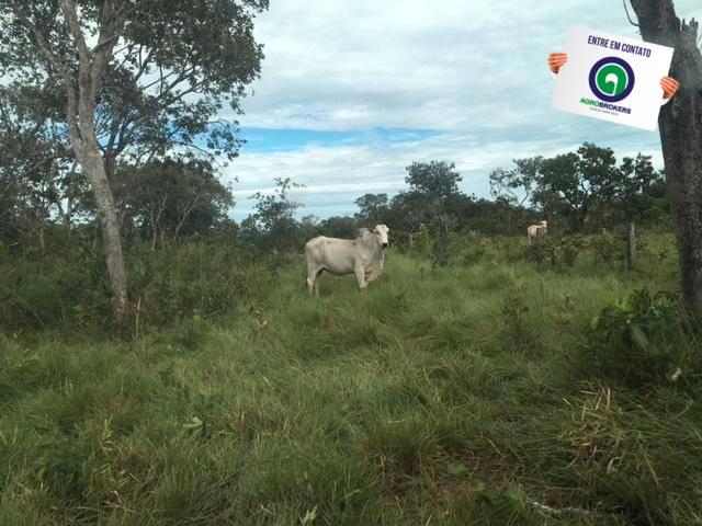 Fazenda 1600 ha no manso - Foto 6