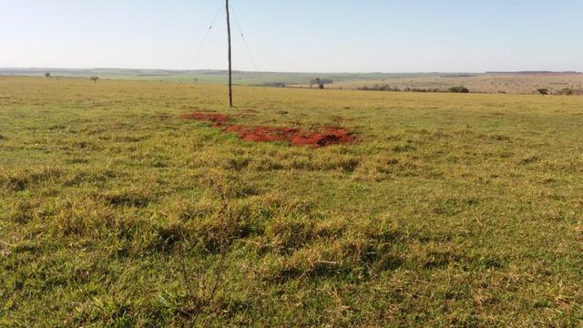 Nova Taquari MT Fazenda a 60 km da cidade com 2.480 hectares em pasto - Foto 19