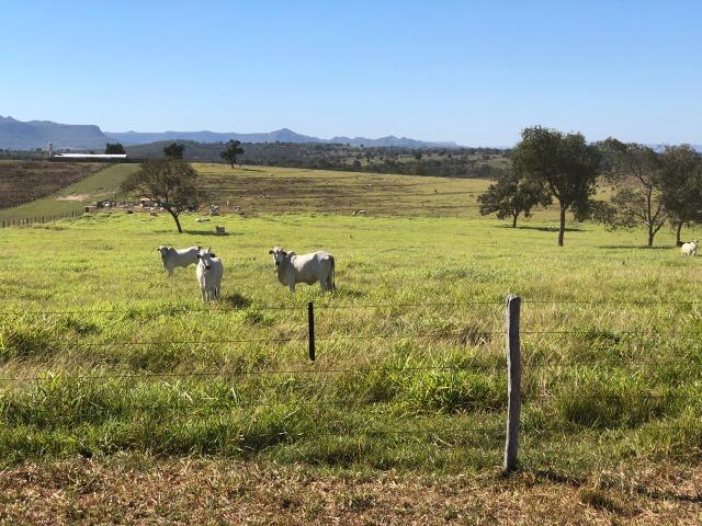 Nova Taquari MT Fazenda a 60 km da cidade com 2.480 hectares em pasto - Foto 3