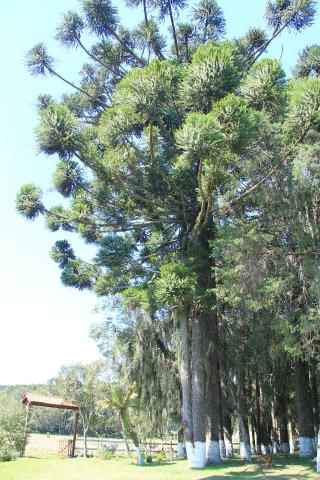 Chácara Araucária, 284.000m², tanques, nascente - Foto 19