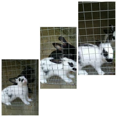 Coelhos