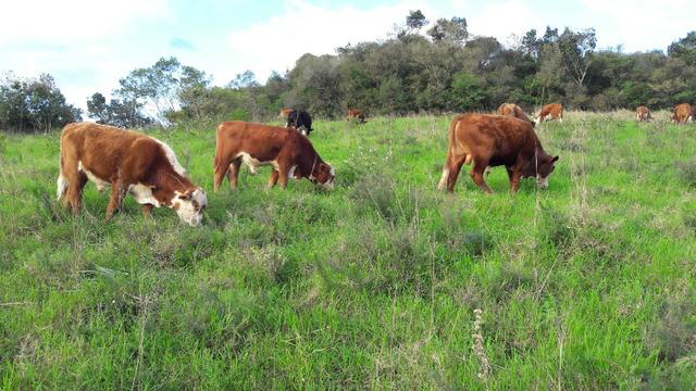 Tourinhos braford - cara branca - Foto 5