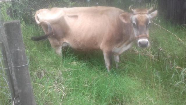 Vaca Jersey prenha