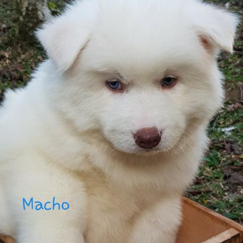 Lindos Filhotes De Husky Siberiano - Pelagem Wooly - Foto 3