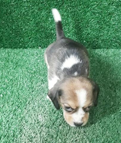 Beagle filhotes Para reserva, femea e macho - Foto 3