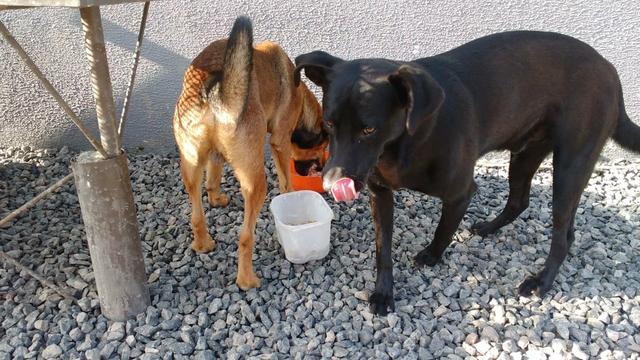 Doace urgente cachorro grande macho - Foto 5
