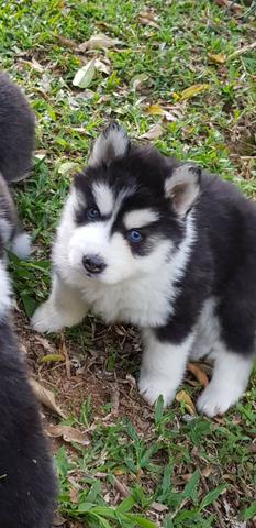 Lindos Filhotes De Husky Siberiano - Pelagem Wooly