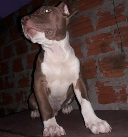 Vem do Pitbull puro da raça red nose todas as vacinas em dia só chamar