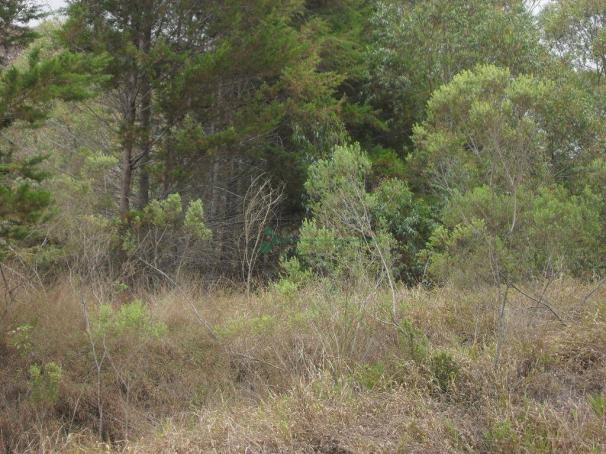 Terreno à venda, 2241 m² por R$ 80.000,00 - Vieira - Teresópolis/RJ - Foto 2